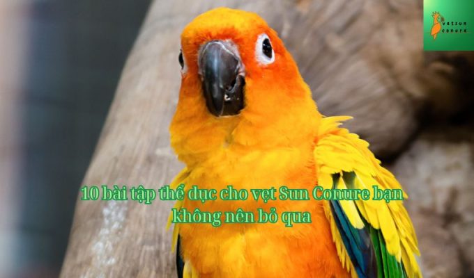 10 bài tập thể dục cho vẹt Sun Conure bạn không nên bỏ qua