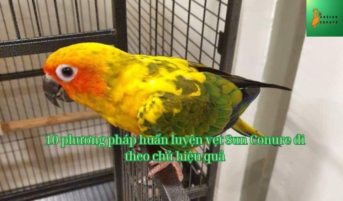 10 phương pháp huấn luyện vẹt Sun Conure đi theo chủ hiệu quả