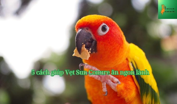 5 cách giúp Vẹt Sun Conure ăn ngon lành