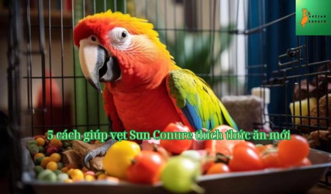 5 cách giúp vẹt Sun Conure thích thức ăn mới