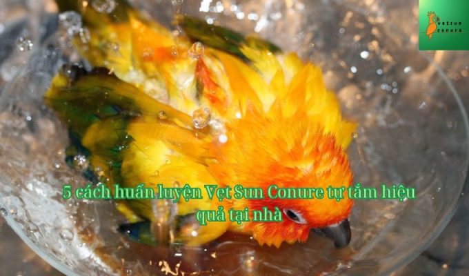 5 cách huấn luyện Vẹt Sun Conure tự tắm hiệu quả tại nhà