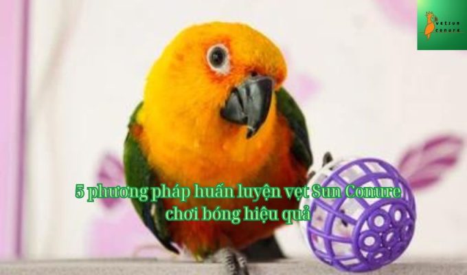 5 phương pháp huấn luyện vẹt Sun Conure chơi bóng hiệu quả