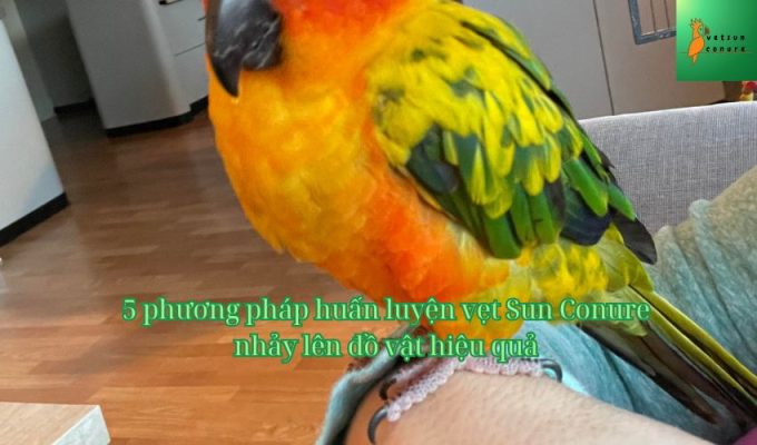 5 phương pháp huấn luyện vẹt Sun Conure nhảy lên đồ vật hiệu quả