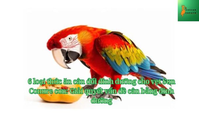 6 loại thức ăn cân đối dinh dưỡng cho vẹt Sun Conure con: Giải quyết vấn đề cân bằng dinh dưỡng