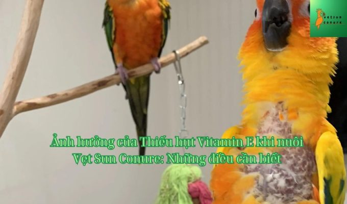 Ảnh hưởng của Thiếu hụt Vitamin E khi nuôi Vẹt Sun Conure: Những điều cần biết