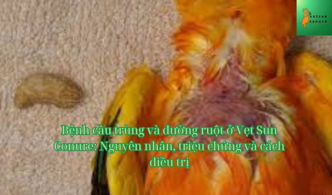 Bệnh cầu trùng và đường ruột ở Vẹt Sun Conure: Nguyên nhân, triệu chứng và cách điều trị