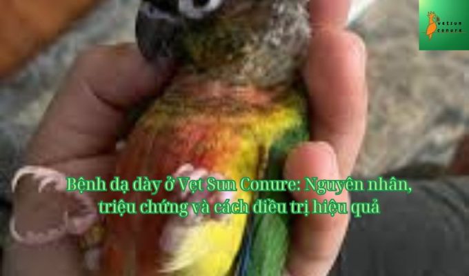 Bệnh dạ dày ở Vẹt Sun Conure: Nguyên nhân, triệu chứng và cách điều trị hiệu quả