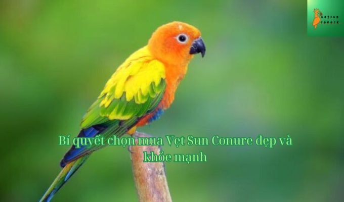 Bí quyết chọn mua Vẹt Sun Conure đẹp và khỏe mạnh