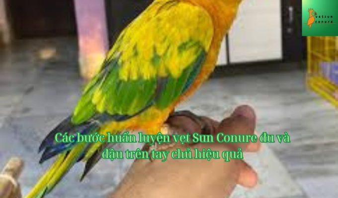 Các bước huấn luyện vẹt Sun Conure đu và đậu trên tay chủ hiệu quả