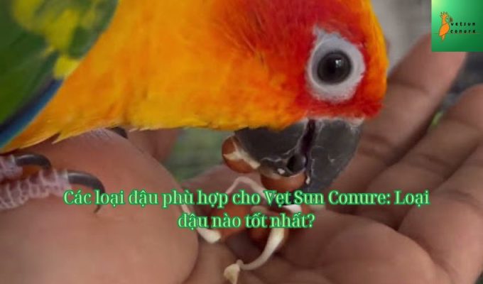 Các loại đậu phù hợp cho Vẹt Sun Conure: Loại đậu nào tốt nhất?