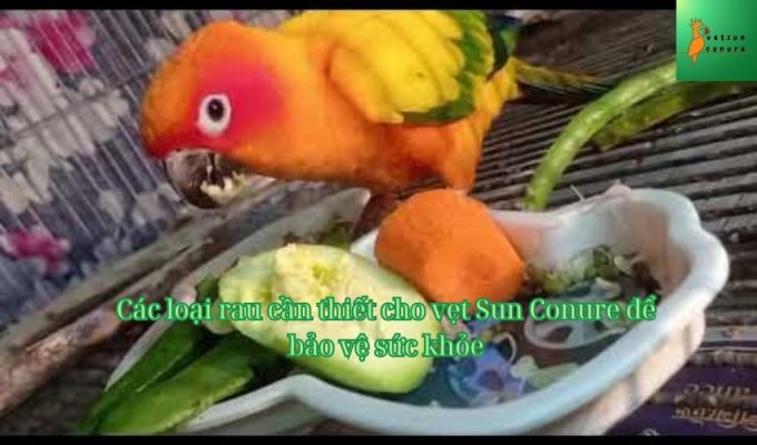 Các loại rau cần thiết cho vẹt Sun Conure để bảo vệ sức khỏe