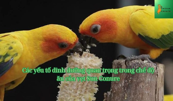 Các yếu tố dinh dưỡng quan trọng trong chế độ ăn của vẹt Sun Conure