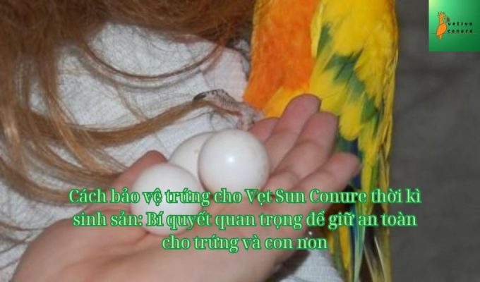 Cách bảo vệ trứng cho Vẹt Sun Conure thời kì sinh sản: Bí quyết quan trọng để giữ an toàn cho trứng và con non