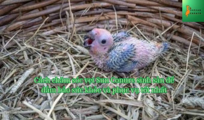 Cách chăm sóc vẹt Sun Conure sinh sản để đảm bảo sức khỏe và phục vụ tốt nhất