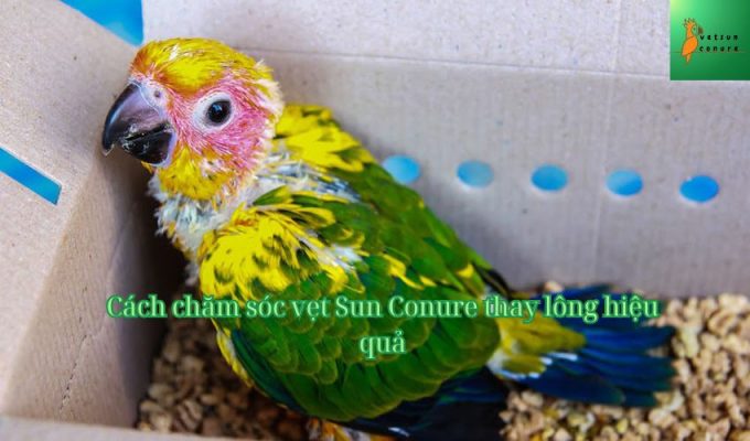 Cách chăm sóc vẹt Sun Conure thay lông hiệu quả