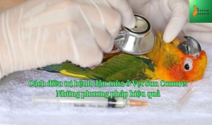 Cách điều trị bệnh đậu mùa ở Vẹt Sun Conure: Những phương pháp hiệu quả