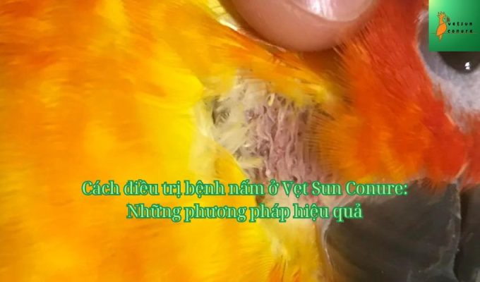 Cách điều trị bệnh nấm ở Vẹt Sun Conure: Những phương pháp hiệu quả