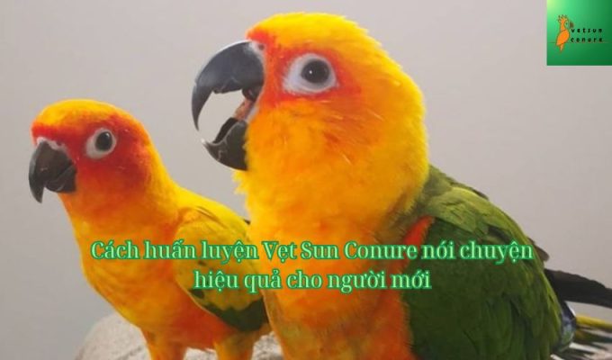 Cách huấn luyện Vẹt Sun Conure nói chuyện hiệu quả cho người mới