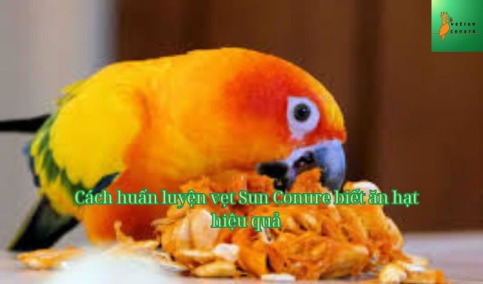 Cách huấn luyện vẹt Sun Conure biết ăn hạt hiệu quả