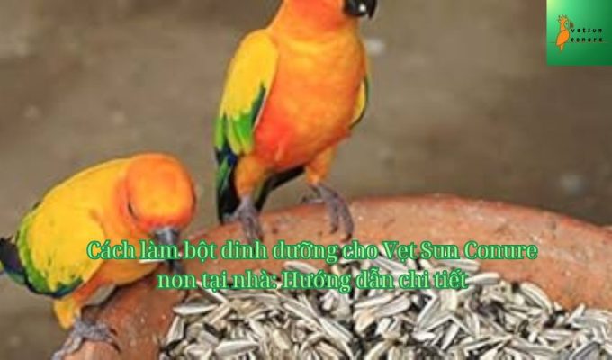 Cách làm bột dinh dưỡng cho Vẹt Sun Conure non tại nhà: Hướng dẫn chi tiết