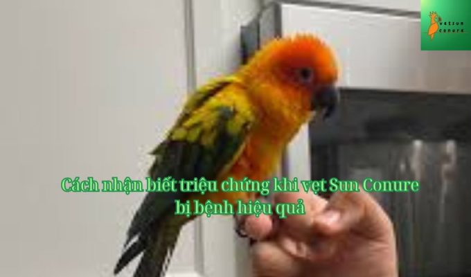 Cách nhận biết triệu chứng khi vẹt Sun Conure bị bệnh hiệu quả