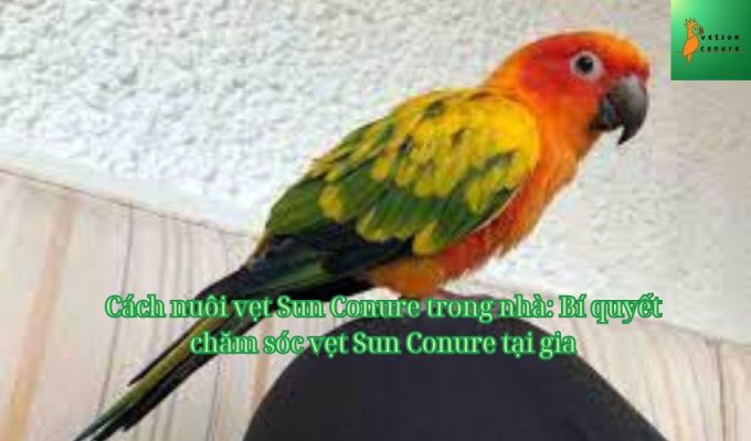 Cách nuôi vẹt Sun Conure trong nhà: Bí quyết chăm sóc vẹt Sun Conure tại gia