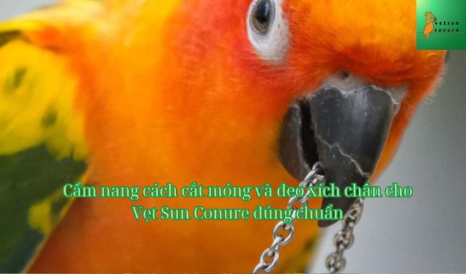 Cẩm nang cách cắt móng và đeo xích chân cho Vẹt Sun Conure đúng chuẩn