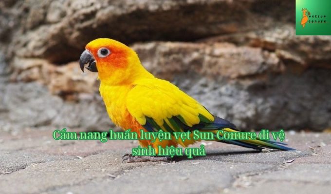 Cẩm nang huấn luyện vẹt Sun Conure đi vệ sinh hiệu quả