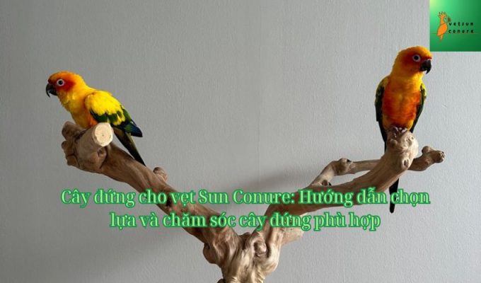 Cây đứng cho vẹt Sun Conure: Hướng dẫn chọn lựa và chăm sóc cây đứng phù hợp