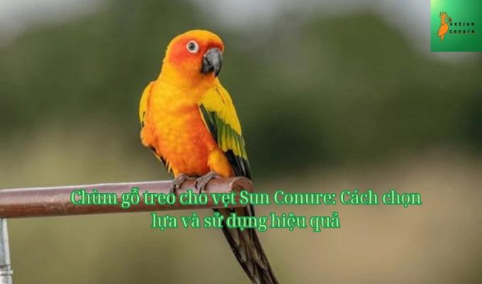 Chùm gỗ treo cho vẹt Sun Conure: Cách chọn lựa và sử dụng hiệu quả