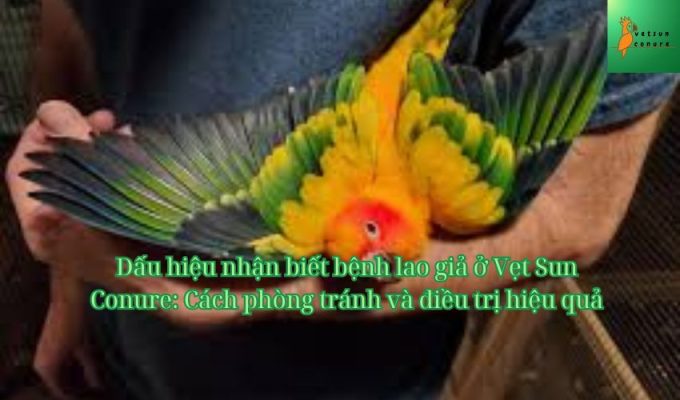 Dấu hiệu nhận biết bệnh lao giả ở Vẹt Sun Conure: Cách phòng tránh và điều trị hiệu quả