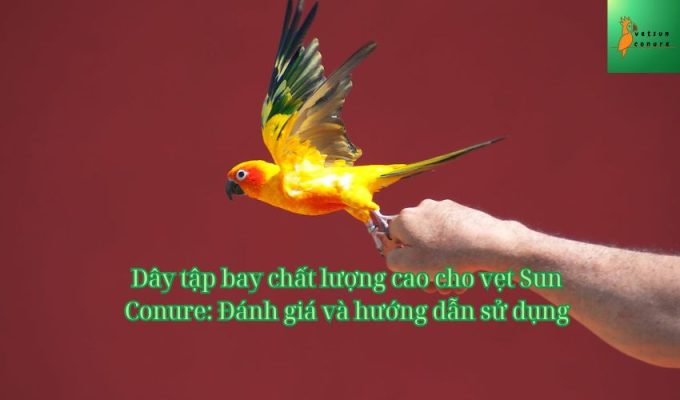 Dây tập bay chất lượng cao cho vẹt Sun Conure: Đánh giá và hướng dẫn sử dụng