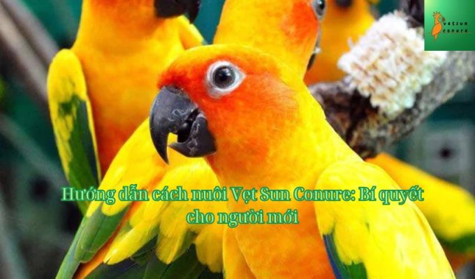 Hướng dẫn cách nuôi Vẹt Sun Conure: Bí quyết cho người mới