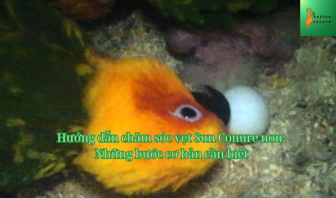 Hướng dẫn chăm sóc vẹt Sun Conure non: Những bước cơ bản cần biết