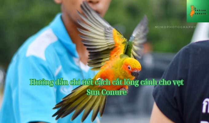 Hướng dẫn chi tiết cách cắt lông cánh cho vẹt Sun Conure