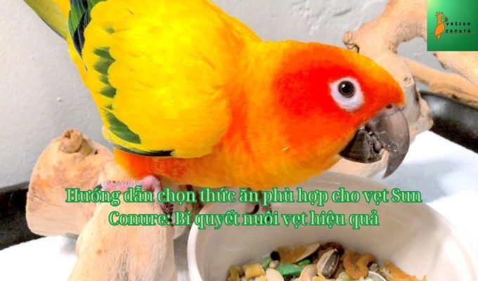 Hướng dẫn chọn thức ăn phù hợp cho vẹt Sun Conure: Bí quyết nuôi vẹt hiệu quả