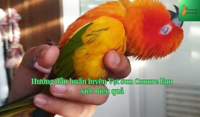 Hướng dẫn huấn luyện Vẹt Sun Conure làm xiếc hiệu quả