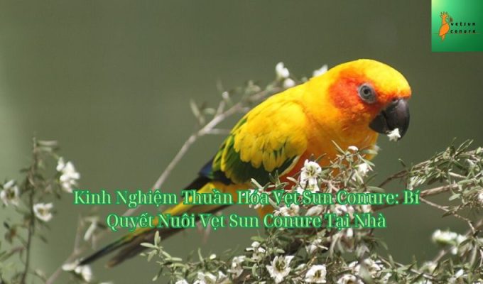 Kinh Nghiệm Thuần Hóa Vẹt Sun Conure: Bí Quyết Nuôi Vẹt Sun Conure Tại Nhà