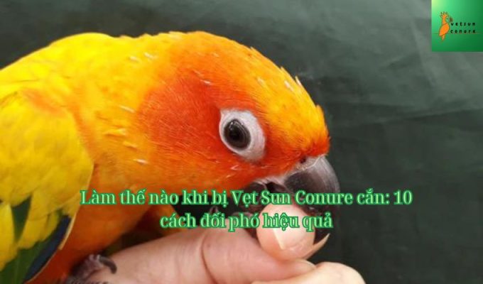 Làm thế nào khi bị Vẹt Sun Conure cắn: 10 cách đối phó hiệu quả