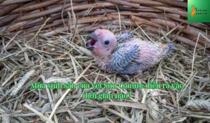 Mùa sinh sản của vẹt Sun Conure diễn ra vào thời gian nào?