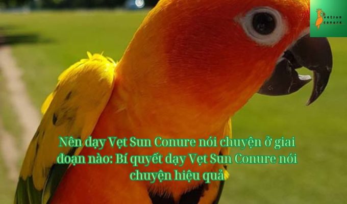 Nên dạy Vẹt Sun Conure nói chuyện ở giai đoạn nào: Bí quyết dạy Vẹt Sun Conure nói chuyện hiệu quả