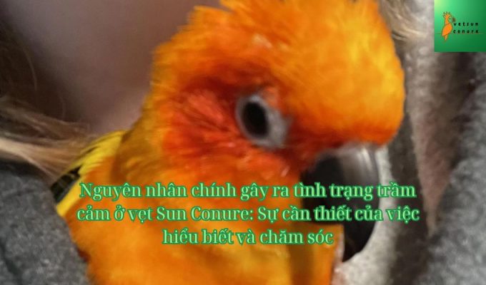 Nguyên nhân chính gây ra tình trạng trầm cảm ở vẹt Sun Conure: Sự cần thiết của việc hiểu biết và chăm sóc