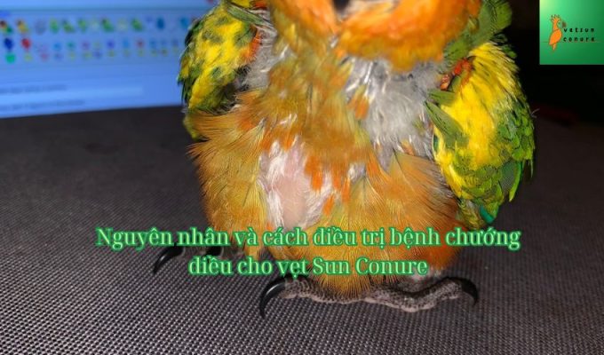 Nguyên nhân và cách điều trị bệnh chướng diều cho vẹt Sun Conure