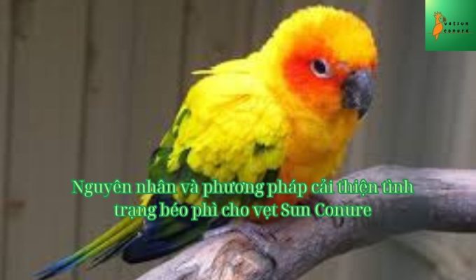 Nguyên nhân và phương pháp cải thiện tình trạng béo phì cho vẹt Sun Conure