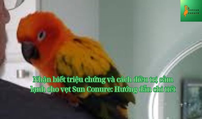 Nhận biết triệu chứng và cách điều trị cảm lạnh cho vẹt Sun Conure: Hướng dẫn chi tiết