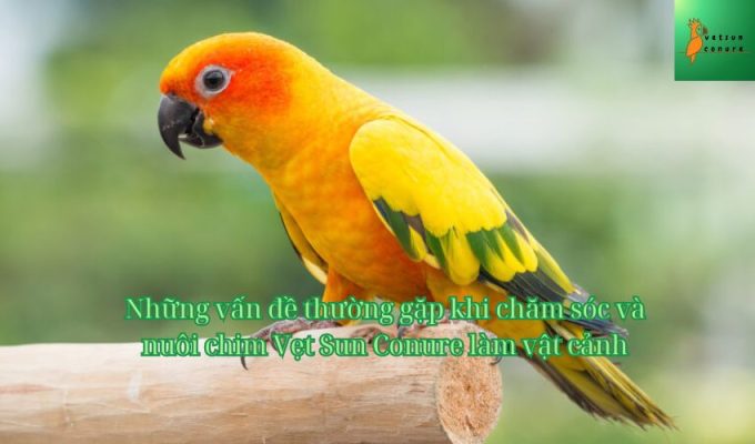 Những vấn đề thường gặp khi chăm sóc và nuôi chim Vẹt Sun Conure làm vật cảnh