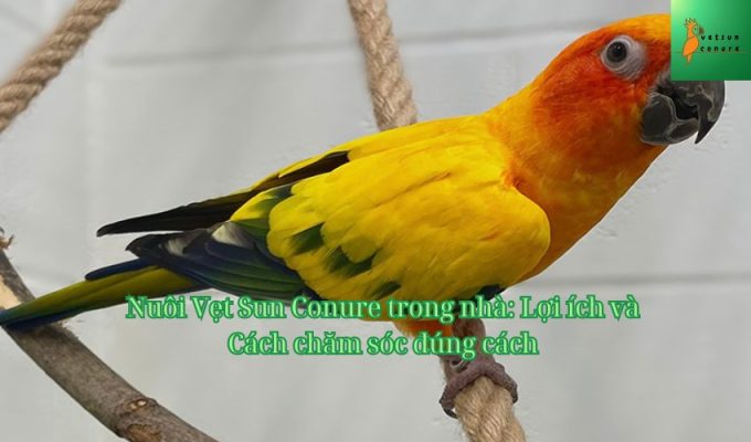 Nuôi Vẹt Sun Conure trong nhà: Lợi ích và Cách chăm sóc đúng cách