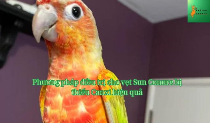 Phương pháp điều trị cho vẹt Sun Conure bị thiếu Canxi hiệu quả