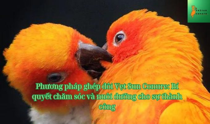 Phương pháp ghép đôi Vẹt Sun Conure: Bí quyết chăm sóc và nuôi dưỡng cho sự thành công