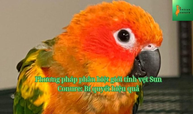 Phương pháp phân biệt giới tính vẹt Sun Conure: Bí quyết hiệu quả